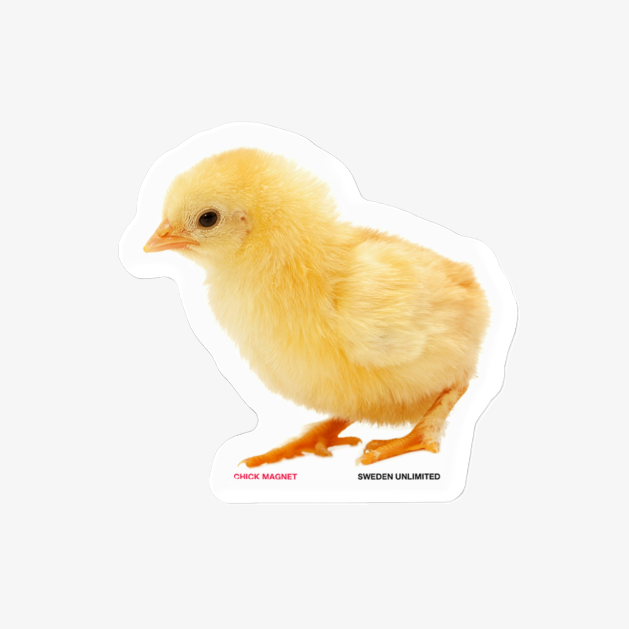 Chick Magnet – Unlimited Shop
